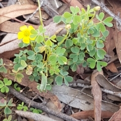 Oxalis sp. at Lade Vale, NSW - 13 Feb 2021