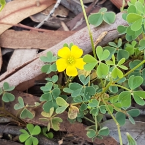 Oxalis sp. at Lade Vale, NSW - 13 Feb 2021