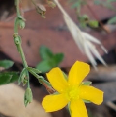 Hypericum gramineum (Small St Johns Wort) at Lade Vale, NSW - 13 Feb 2021 by trevorpreston