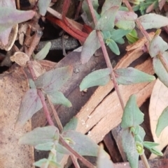 Hypericum gramineum at Lade Vale, NSW - 13 Feb 2021