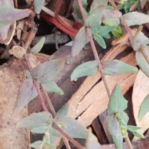 Hypericum gramineum at Lade Vale, NSW - 13 Feb 2021