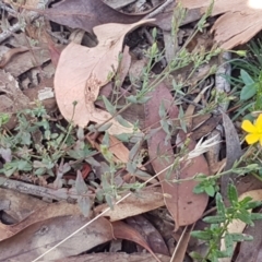 Hypericum gramineum at Lade Vale, NSW - 13 Feb 2021