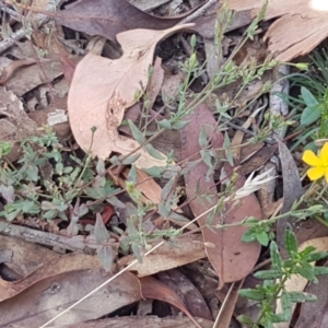 Hypericum gramineum at Lade Vale, NSW - 13 Feb 2021 11:24 AM