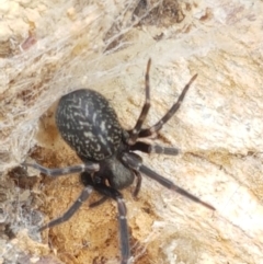 Badumna sp. (genus) (Lattice-web spider) at Mundoonen Nature Reserve - 13 Feb 2021 by trevorpreston