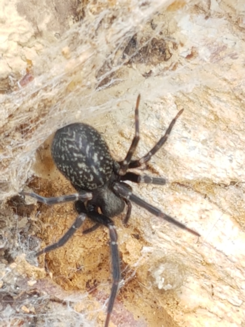 Badumna sp. (genus) at Lade Vale, NSW - 13 Feb 2021