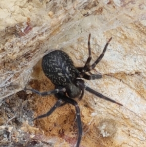 Badumna sp. (genus) at Lade Vale, NSW - 13 Feb 2021