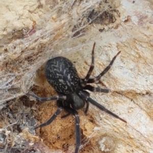 Badumna sp. (genus) at Lade Vale, NSW - 13 Feb 2021