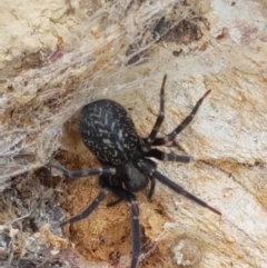 Badumna sp. (genus) at Lade Vale, NSW - 13 Feb 2021