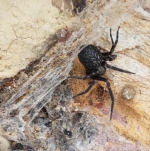 Badumna sp. (genus) at Lade Vale, NSW - 13 Feb 2021