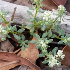 Poranthera microphylla (Small Poranthera) at Mundoonen Nature Reserve - 13 Feb 2021 by trevorpreston