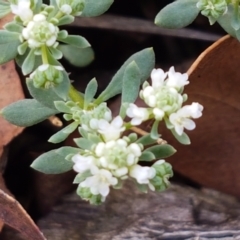 Poranthera microphylla at Lade Vale, NSW - 13 Feb 2021