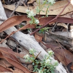 Poranthera microphylla at Lade Vale, NSW - 13 Feb 2021