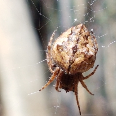 Araneinae (subfamily) (Orb weaver) at Mundoonen Nature Reserve - 13 Feb 2021 by trevorpreston