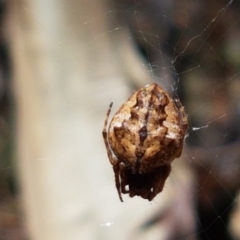 Araneinae (subfamily) at Lade Vale, NSW - 13 Feb 2021 11:15 AM