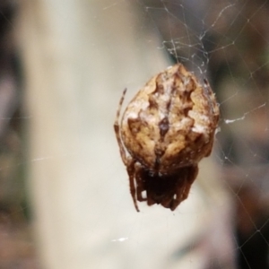 Araneinae (subfamily) at Lade Vale, NSW - 13 Feb 2021