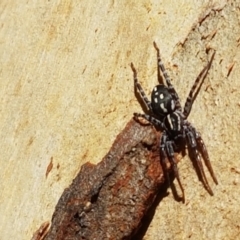 Nyssus coloripes (Spotted Ground Swift Spider) at Mundoonen Nature Reserve - 13 Feb 2021 by tpreston