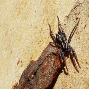 Nyssus coloripes at Lade Vale, NSW - 13 Feb 2021