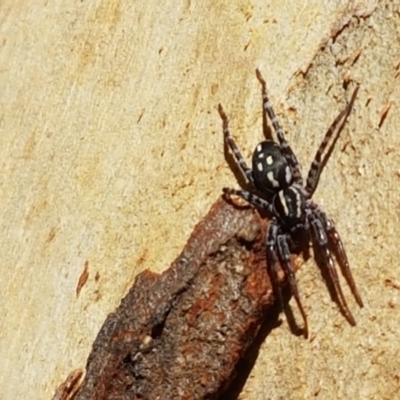 Nyssus coloripes (Spotted Ground Swift Spider) at Lade Vale, NSW - 13 Feb 2021 by tpreston