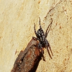 Nyssus coloripes at Lade Vale, NSW - 13 Feb 2021