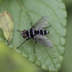 Trigonospila sp. (genus) (A Bristle Fly) at Higgins, ACT - 10 Feb 2021 by AlisonMilton