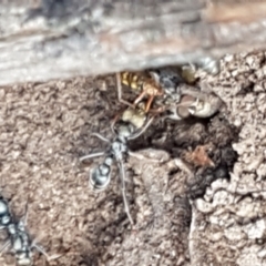 Myrmecia sp., pilosula-group (Jack jumper) at Mundoonen Nature Reserve - 13 Feb 2021 by tpreston