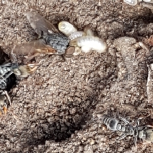 Myrmecia sp., pilosula-group at Lade Vale, NSW - 13 Feb 2021