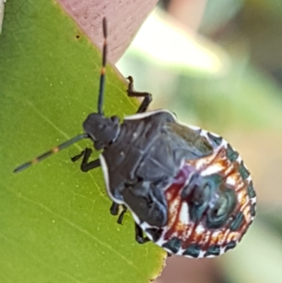 Oechalia schellenbergii (Spined Predatory Shield Bug) at Mundoonen Nature Reserve - 13 Feb 2021 by trevorpreston