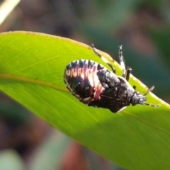 Oechalia schellenbergii at Lade Vale, NSW - 13 Feb 2021 11:04 AM