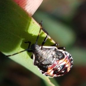 Oechalia schellenbergii at Lade Vale, NSW - 13 Feb 2021 11:04 AM