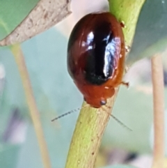 Paropsisterna liturata (Leaf beetle) at Mundoonen Nature Reserve - 13 Feb 2021 by tpreston