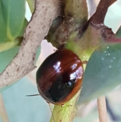 Paropsisterna liturata at Lade Vale, NSW - 13 Feb 2021