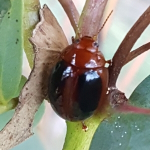 Paropsisterna liturata at Lade Vale, NSW - 13 Feb 2021