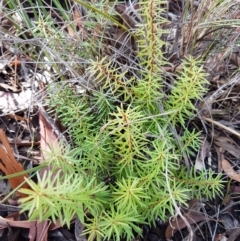 Persoonia chamaepeuce (Dwarf Geebung) at Lade Vale, NSW - 13 Feb 2021 by trevorpreston