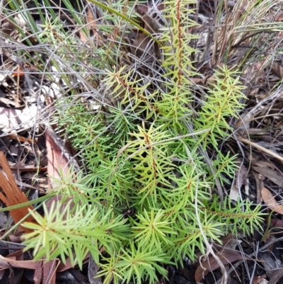 Persoonia chamaepeuce (Dwarf Geebung) at Mundoonen Nature Reserve - 13 Feb 2021 by trevorpreston