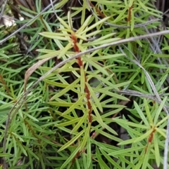 Persoonia chamaepeuce at Lade Vale, NSW - 13 Feb 2021 10:58 AM