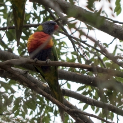 Trichoglossus moluccanus (Rainbow Lorikeet) at Higgins, ACT - 8 Feb 2021 by AlisonMilton