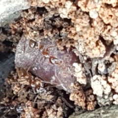 Aphaenogaster longiceps (Funnel ant) at Lade Vale, NSW - 13 Feb 2021 by trevorpreston