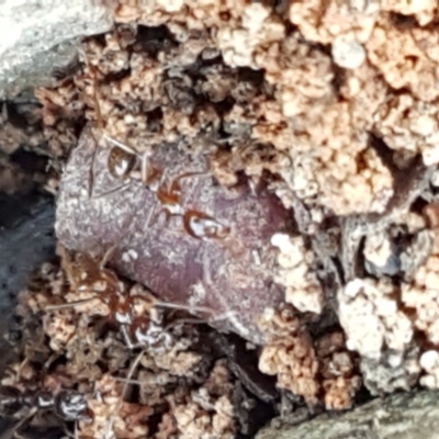 Aphaenogaster longiceps (Funnel ant) at Mundoonen Nature Reserve - 13 Feb 2021 by trevorpreston