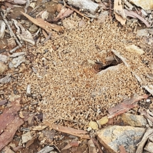 Aphaenogaster longiceps at Lade Vale, NSW - 13 Feb 2021