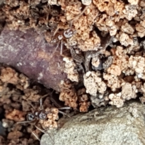 Aphaenogaster longiceps at Lade Vale, NSW - 13 Feb 2021