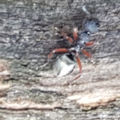 Dolichoderus scabridus (Dolly ant) at Mundoonen Nature Reserve - 12 Feb 2021 by tpreston