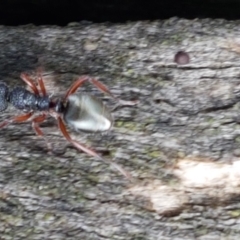 Dolichoderus scabridus at Lade Vale, NSW - 13 Feb 2021