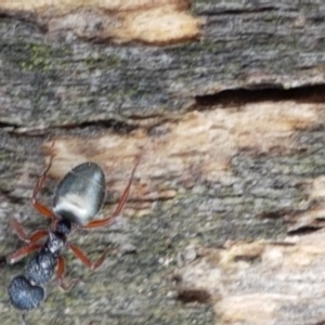 Dolichoderus scabridus at Lade Vale, NSW - 13 Feb 2021