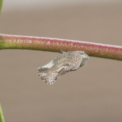 Massila sp. (genus) (Unidentified Massila planthopper) at Higgins, ACT - 8 Feb 2021 by AlisonMilton