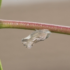 Massila sp. (genus) (Unidentified Massila planthopper) at Higgins, ACT - 8 Feb 2021 by AlisonMilton