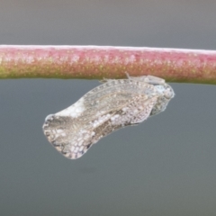 Massila sp. (genus) at Higgins, ACT - 8 Feb 2021