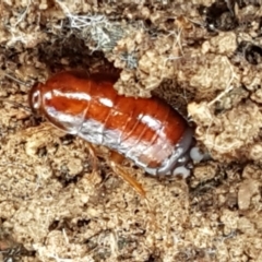 Platyzosteria similis at Mundoonen Nature Reserve - 12 Feb 2021 by trevorpreston