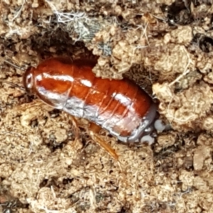 Blattidae sp. (family) at Lade Vale, NSW - 13 Feb 2021