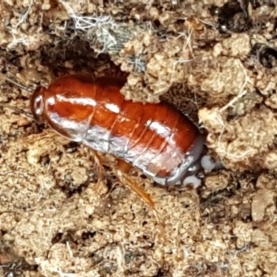 Unidentified Cockroach (Blattodea, several families) at Mundoonen Nature Reserve - 12 Feb 2021 by trevorpreston
