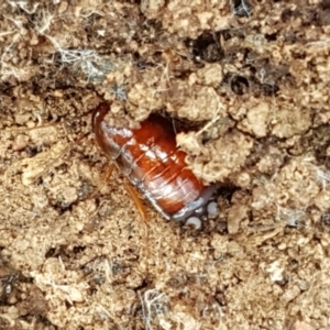 Blattidae sp. (family) at Lade Vale, NSW - 13 Feb 2021